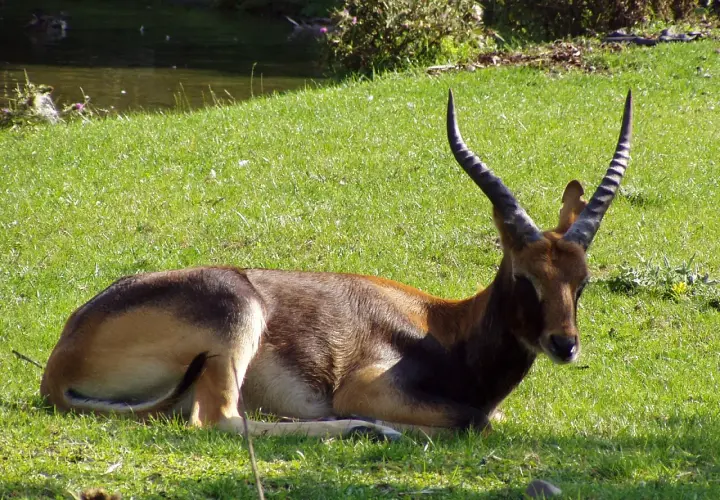 Un cobo del Nilo descansa en la hierba verde, con sus cuernos curvados apuntando al cielo.