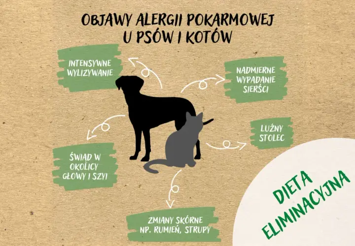 Objawy nietolerancji pokarmowej u psów i kotów: intensywne wylizywanie, świąd, luźny stolec, wypadanie sierści, zmiany skórne. Rozwiązaniem jest dieta eliminacyjna.