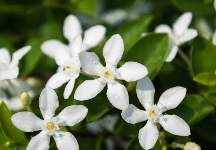 Fleurs blanches délicates, parsemées de gouttes de rosée, annoncent la belle floraison du jasmin.