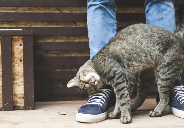 Gato frotándose contra un pie, como si buscara feromonas para gatos.