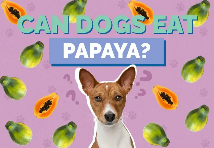 A dog looks up curiously surrounded by papayas, with the text "CAN DOGS EAT PAPAYA?" asking the question.