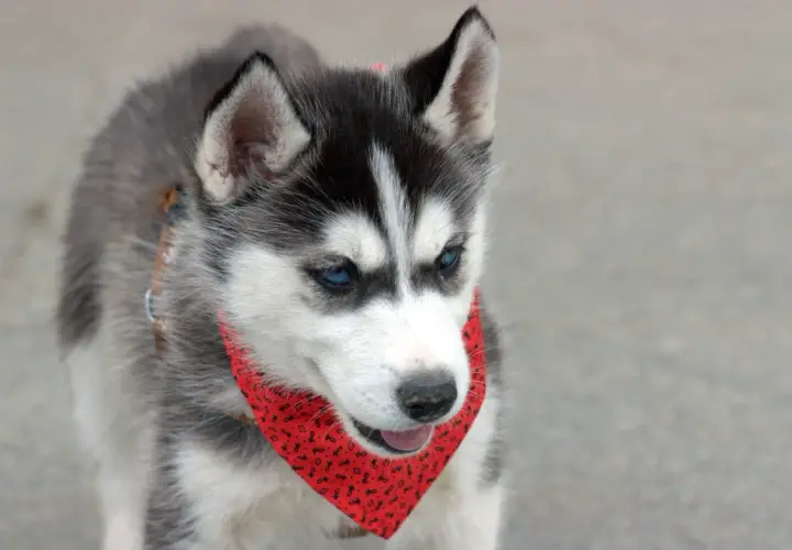 Husky a pies domowy: podobieństwa, różnice i co musisz wiedzieć o obu rasach