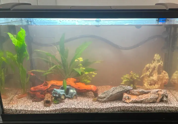 A freshwater aquarium with green plants, driftwood, rocks, and a small blue car decoration.