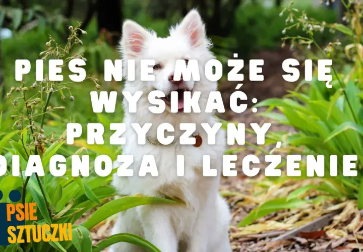 Co robić, gdy pies nie może się wysikać lub wypróżnić: porady i przyczyny