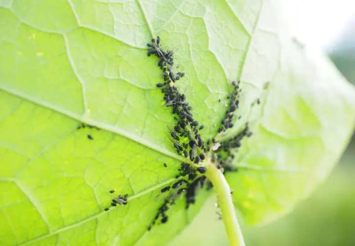 Un gruppo di pidocchi delle piante si aggrappa al lato inferiore di una foglia verde brillante, nutrendosi della sua linfa.