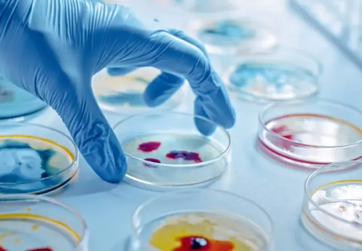 Mikrobiologia co po studiach: jak uniknąć najczęstszych błędów zawodowych