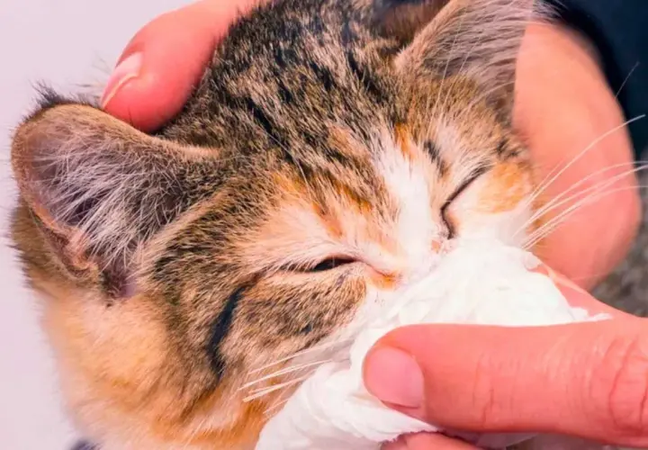 Un gatito con mocos y respiración dificultosa es limpiado con un pañuelo.