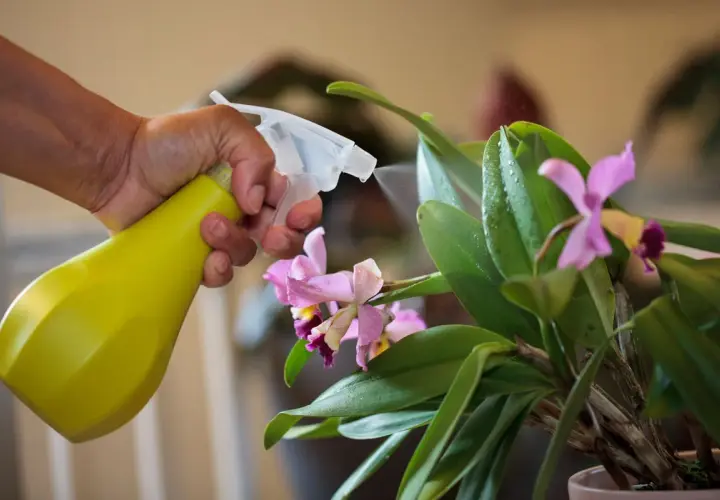 Maintenir une orchidée en pleine forme : une main vaporise de l'eau sur les feuilles vertes et les fleurs roses, un geste essentiel pour l'entretien.
