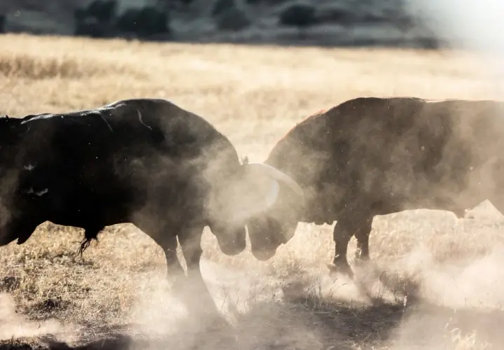 Dos toros chocan en un duelo polvoriento en ganadería Los Ronceles. El sol ilumina el polvo levantado por sus embestidas.