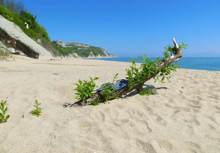 Bułgaria, czerwiec. Słoneczna plaża z klifem w tle i dryfującym drewnem z zielenią. Idealna pogoda na wakacje.