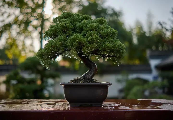 Un bonsai verde y frondoso, con gotas de agua, listo para sus cuidados.