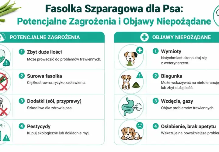 Czy pies może jeść fasolkę szparagową? Infografika ostrzega przed zagrożeniami: zbyt duża ilość, surowa fasolka, dodatki, pestycydy. Objawy: wymioty, biegunka, wzdęcia, osłabienie.