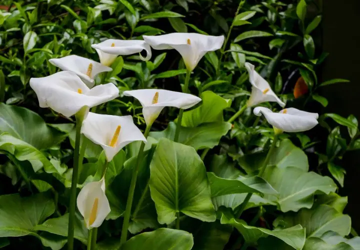 Un bouquet de callas arums blancs aux pistils jaunes, émergeant d'un feuillage vert luxuriant.