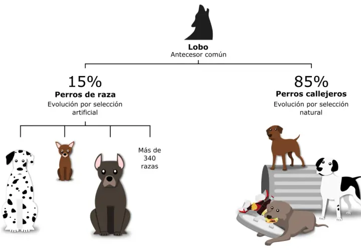 Diagrama de la historia de perros: lobo ancestro común, 15% perros de raza (selección artificial) y 85% perros callejeros (selección natural).