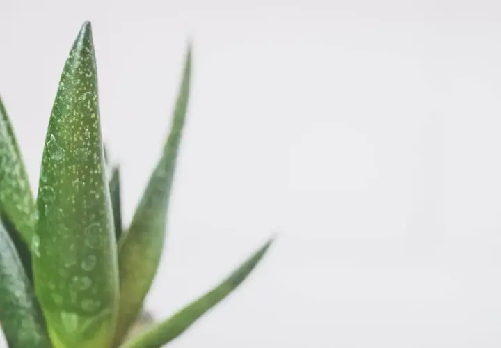 Zielony aloes z kroplami wody na liściach. Dowiedz się, jak często podlewać aloes, by cieszyć się jego zdrowym wyglądem.
