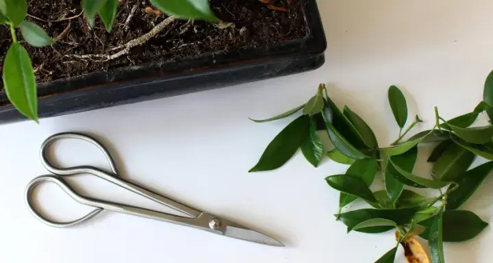 Jak przycinać fikusa bonsai, aby uniknąć błędów i uzyskać zdrową roślinę