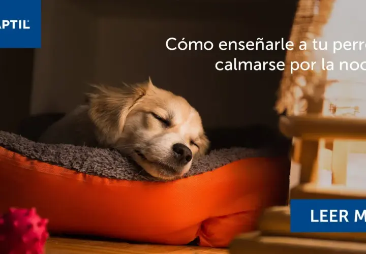 Un tierno cachorro duerme plácidamente en su cama. Descubre cómo hacer que un cachorro duerma toda la noche.