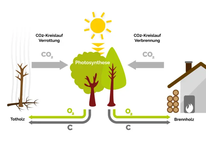 Der Kreislauf von CO2: Verrottung von Totholz und Verbrennung von Brennholz. Bäume nehmen CO2 auf (Photosynthese) und geben O2 ab.