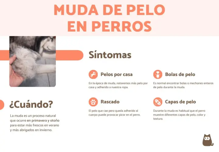 Imagen informativa sobre cuándo mudan el pelo los perros, mostrando síntomas como pelos en casa y bolas de pelo.