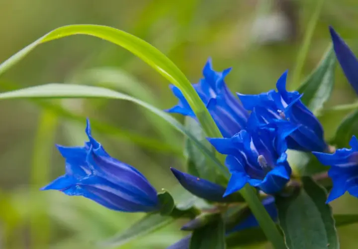 Fiori blu intenso di genziana, con striature più chiare. La radice di genziana velenosa, nonostante la sua tossicità, dona questi splendidi colori.