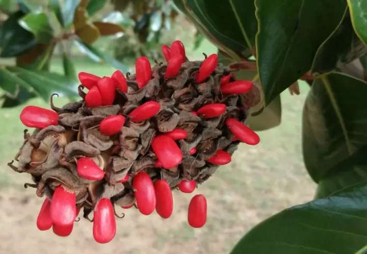 Owoce magnolii, czerwone nasiona wiszące na brązowej szyszce, otoczone zielonymi liśćmi.
