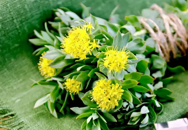 Mazzo di rodiola con fiori gialli su sfondo verde. Scopri le sue proprietà e controindicazioni.