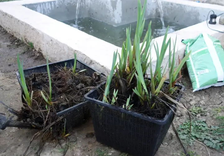 Deux paniers de plantation remplis d'iris d'eau prêts à être installés dans un bassin.