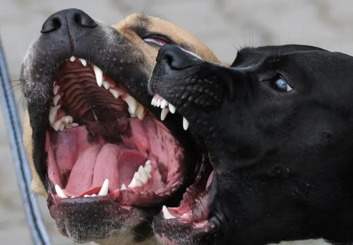 Dos perros muestran sus colmillos. Si te preguntas qué hacer con un perro agresivo, la socialización temprana es clave.