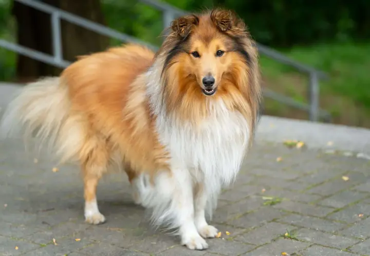 Piękny owczarek collie o długiej, złocistej sierści stoi na chodniku. Jego puszysty ogon i bogata grzywa dodają mu majestatycznego wyglądu.