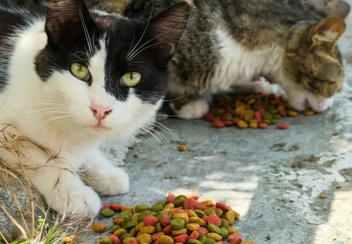 Gatos callejeros comiendo pienso seco. Un gato blanco y negro mira a la cámara mientras otro come.