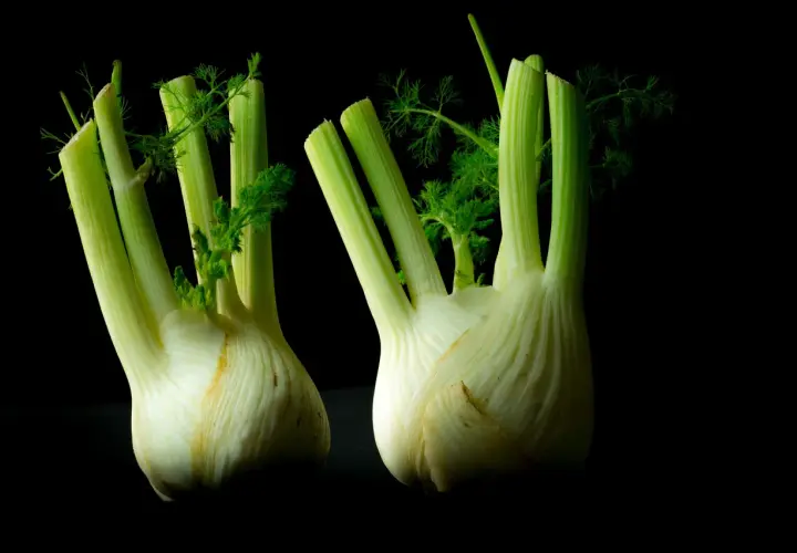 Zwei frische Knollenfenchel mit grünen Wedeln auf schwarzem Hintergrund. Perfekt, um Knollenfenchel anzubauen und zu genießen.