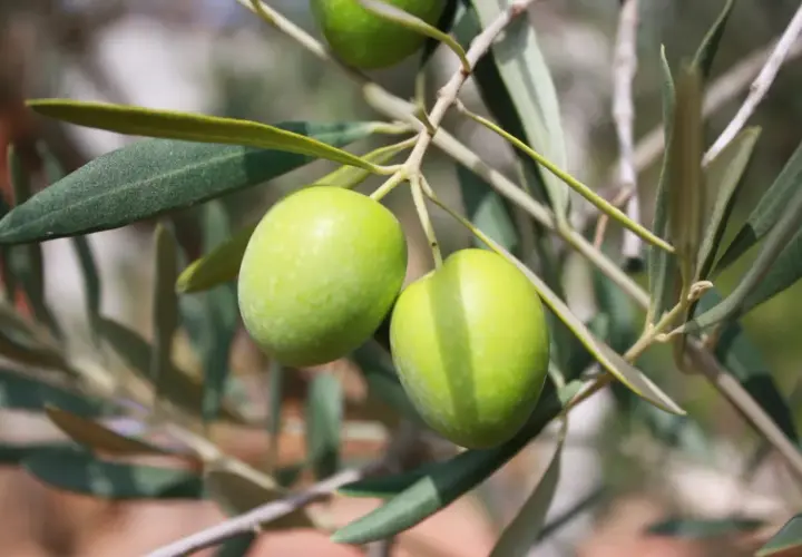 Due olive verdi pendono da un ramo. Imparare a riconoscere le varietà di olivo è un'arte affascinante.