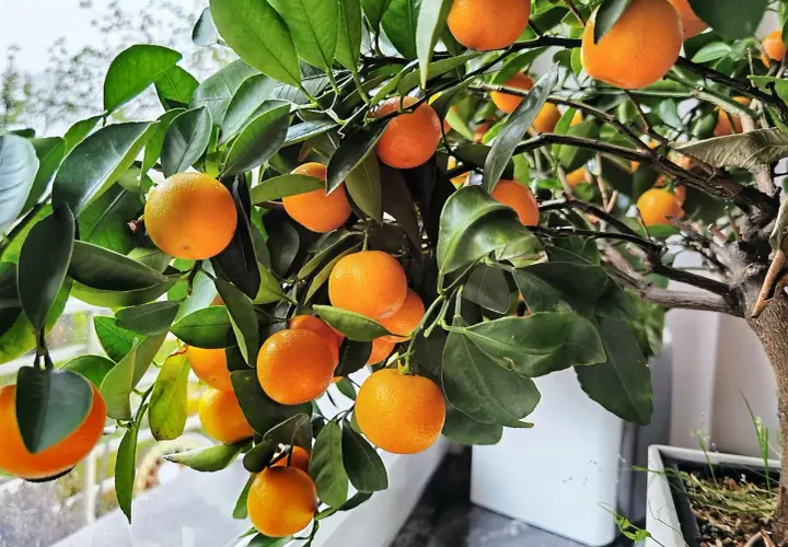 Un arbuste de citrus calamondin porte de nombreux fruits orange vif et des feuilles vertes luxuriantes.