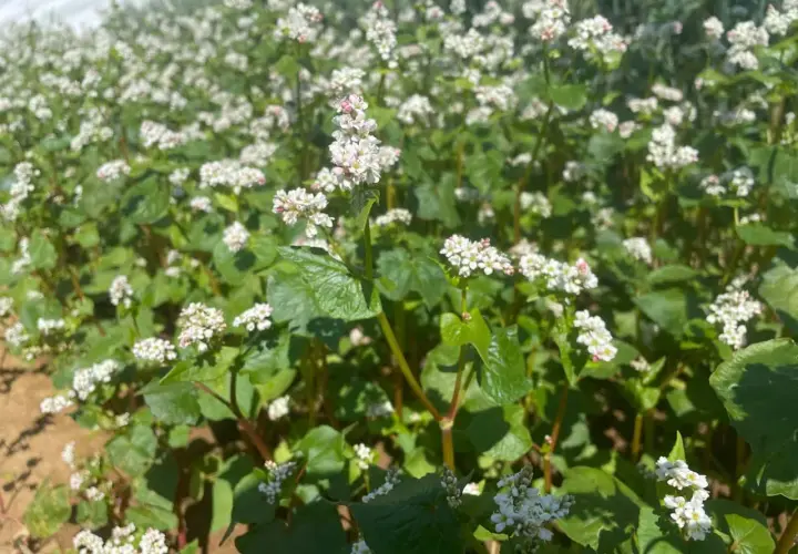 Ein Feld mit blühendem Buchweizen. Die kleinen weißen Blüten und grünen Blätter sind dicht beieinander.