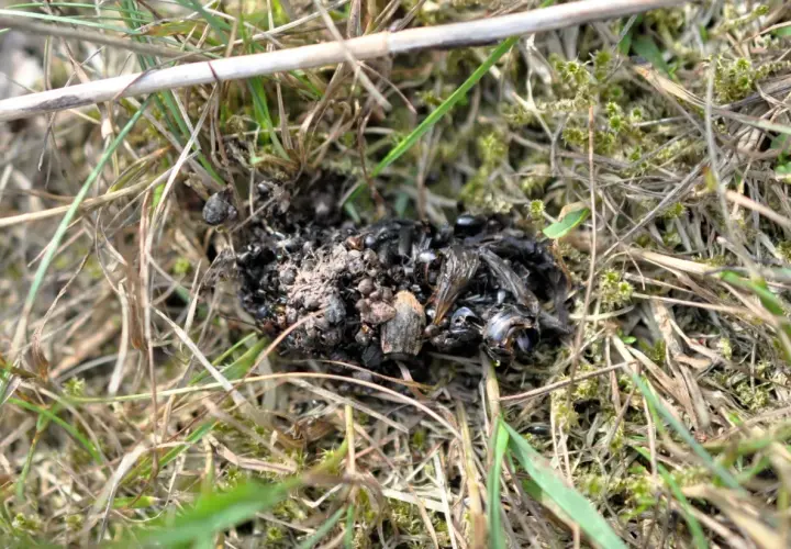 En hög med djurspillning, troligen från ett vilt djur, ligger på marken bland gräs och mossa. Spillningen innehåller rester av insekter.
