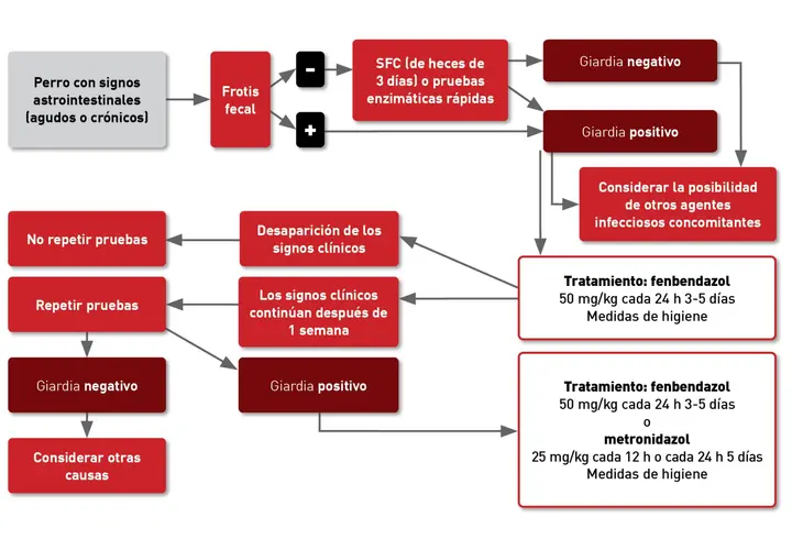 Diagrama de flujo para diagnóstico y tratamiento de perros con síntomas gastrointestinales, incluyendo pruebas para giardia.