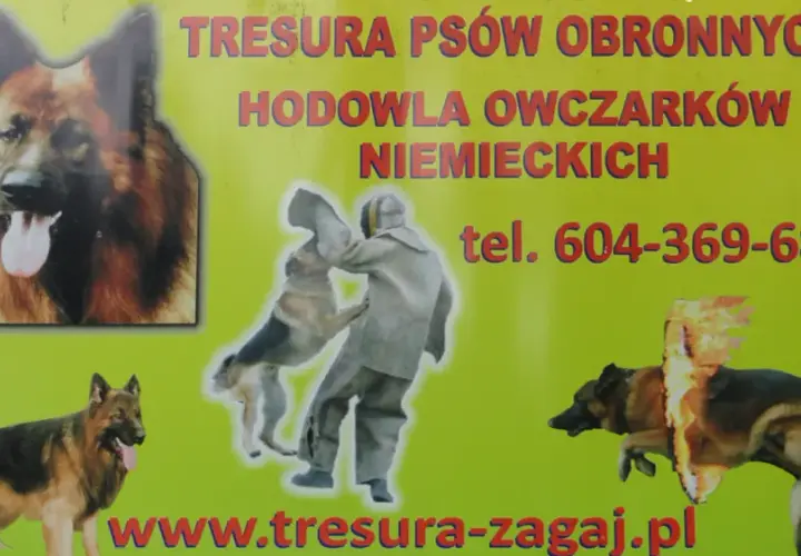 Tresura owczarka niemieckiego: Kompletny przewodnik po szkoleniu psa