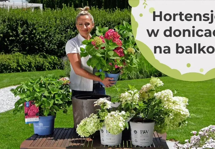 Jak podlewać hortensje w doniczce, by uniknąć ich więdnięcia