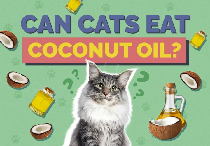 A fluffy cat looks at the question "Can cats eat coconut oil?" surrounded by coconuts and oil bottles.