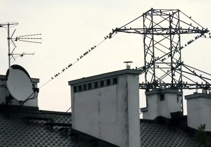 Dlaczego ptaki nie razi prąd? Odkryj tajemnice ich bezpieczeństwa