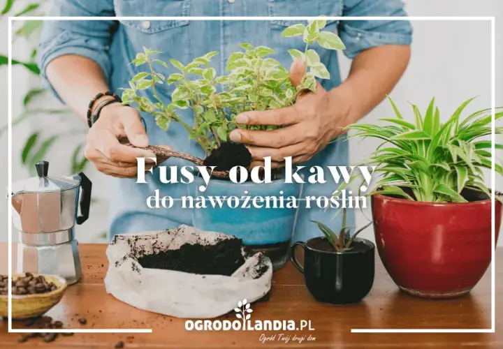 Fusy z kawy: Nawóz idealny? Które rośliny go pokochają, a które nie?