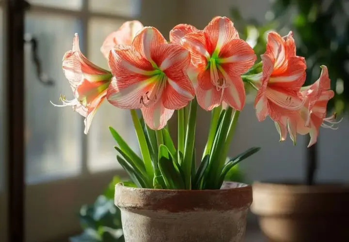 Magnifique amaryllis en pot, ses fleurs aux rayures roses et blanches illuminent la pièce. Un bel exemple d'amaryllis entretien réussi.