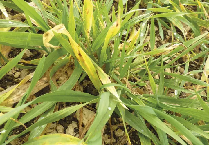 Plantes d'orge atteintes de jaunisse nanisante, montrant des feuilles vertes et jaunes avec des taches brunes.