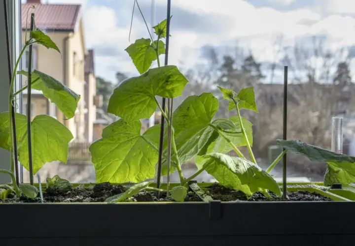 Små gurkplantor växer i en låda vid fönstret. Det är en fin start för att odla gurka inomhus.