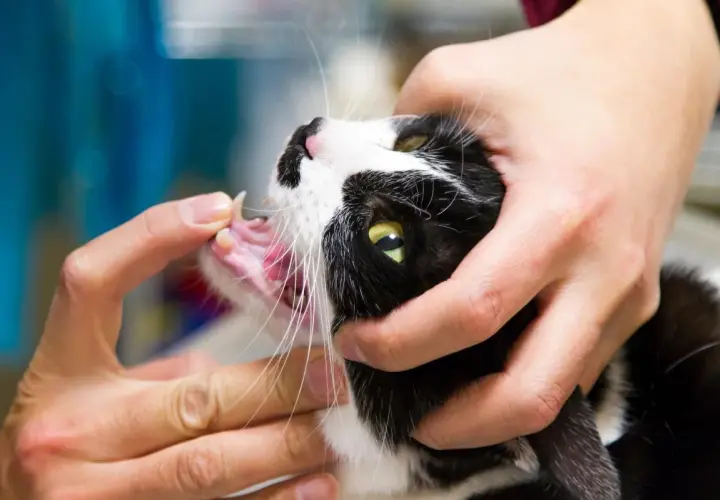 Gato blanco y negro con una herida en la comisura de la boca, examinada por manos.