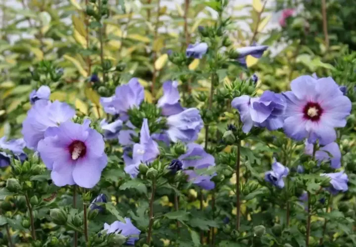 Piękny, fioletowy hibiskus kiedy kwitnie, zachwyca swoimi delikatnymi płatkami i ciemnym środkiem.