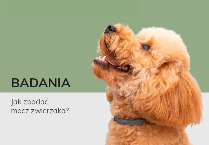 Jak pobrać psu mocz do badania? Praktyczny przewodnik krok po kroku