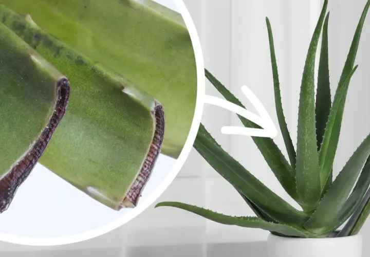 Zbliżenie na odcięte liście aloesu i wskazanie strzałką na zdrową roślinę. Dowiedz się, jak ukorzenić aloes.