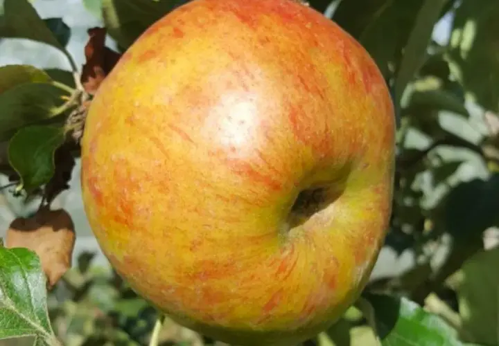 Une pomme variete de pomme reinette, jaune et rouge, mûrit sur sa branche, entourée de feuilles vertes.
