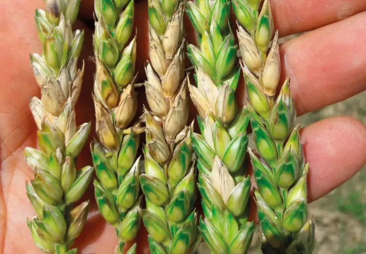 Épis de blé affectés par *Fusarium graminearum*, montrant des grains décolorés et une croissance anormale.